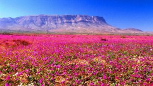 ¡Magia en Atacama! El Desierto Más Árido del Mundo se Viste de Flores