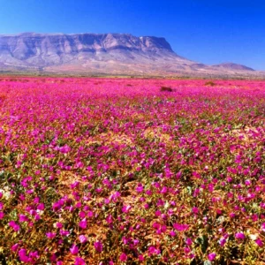 Desierto Florido